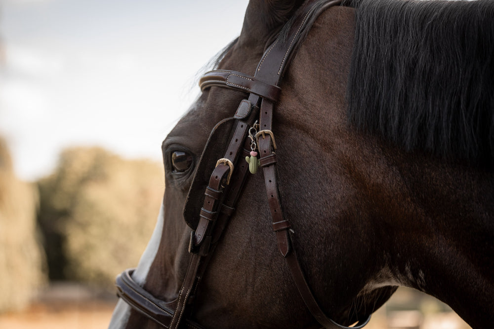 Where Should You Actually Spend Your Money in Equestrian Sport?